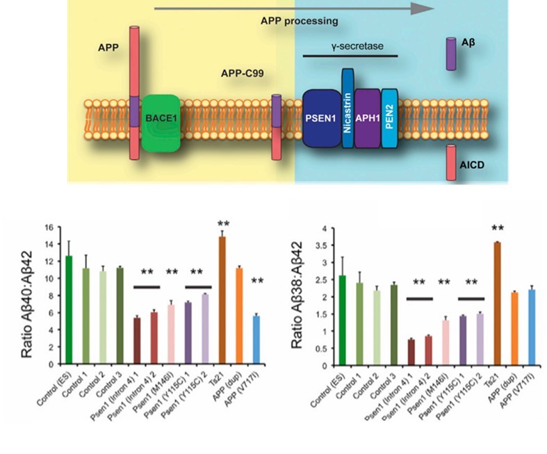 Altered Aβ peptide production in human stem cell models of Alzheimer's disease.