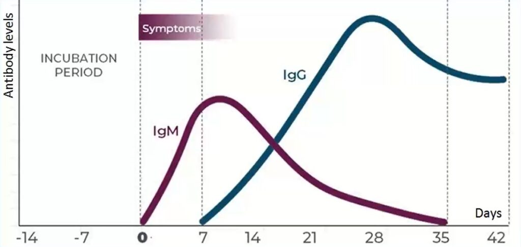Illustrative example of the antibody levels and distributions over time.