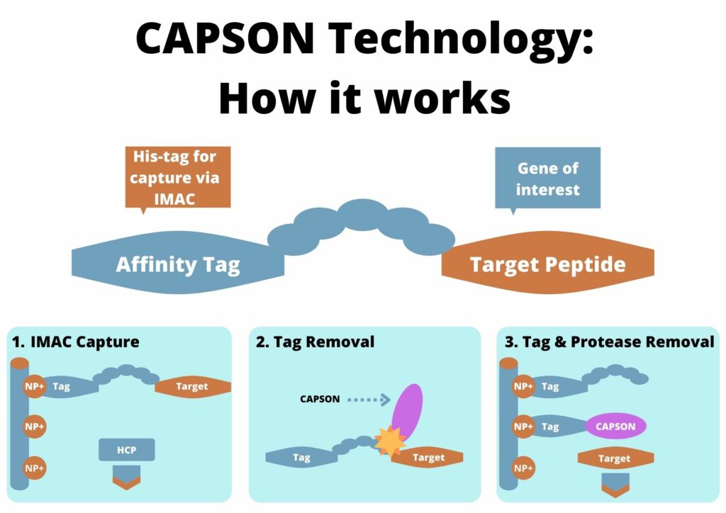 CAPSON-facilitated affinity tag cleavage from target peptide.