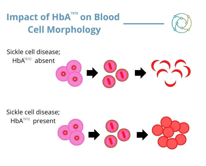 Potency assays; developing hematopoietic stem cells that mature into healthy red blood cells with the presence of HbAT87Q.